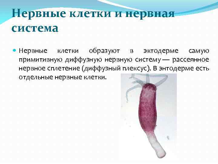 Нервные клетки и нервная система Нервные клетки образуют в эктодерме самую примитивную диффузную нервную