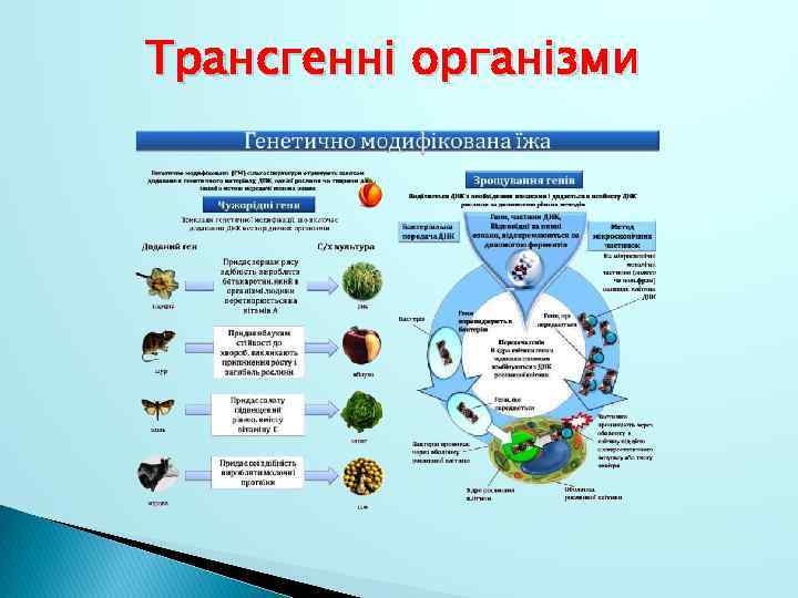 Трансгенні організми 