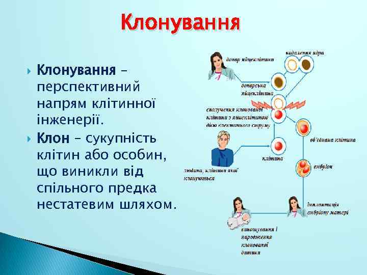 Клонування – перспективний напрям клітинної інженерії. Клон – сукупність клітин або особин, що виникли