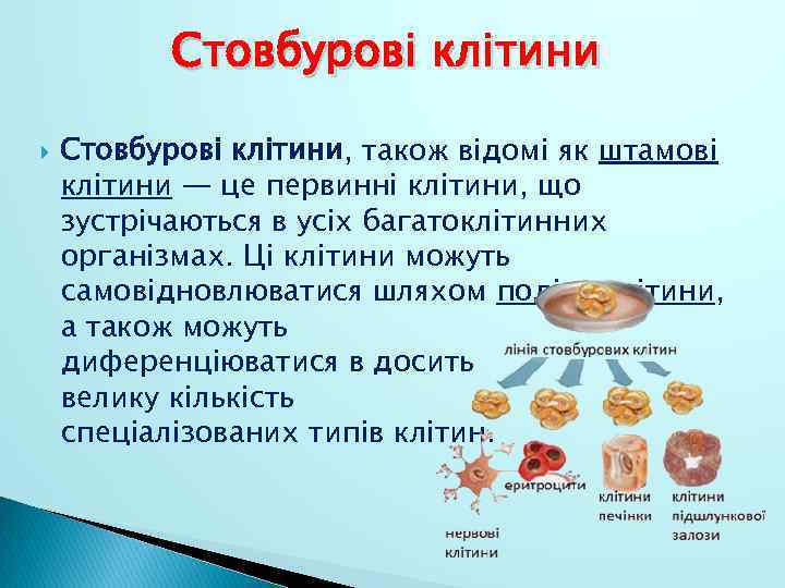 Стовбурові клітини Стовбурові клітини, також відомі як штамові клітини — це первинні клітини, що