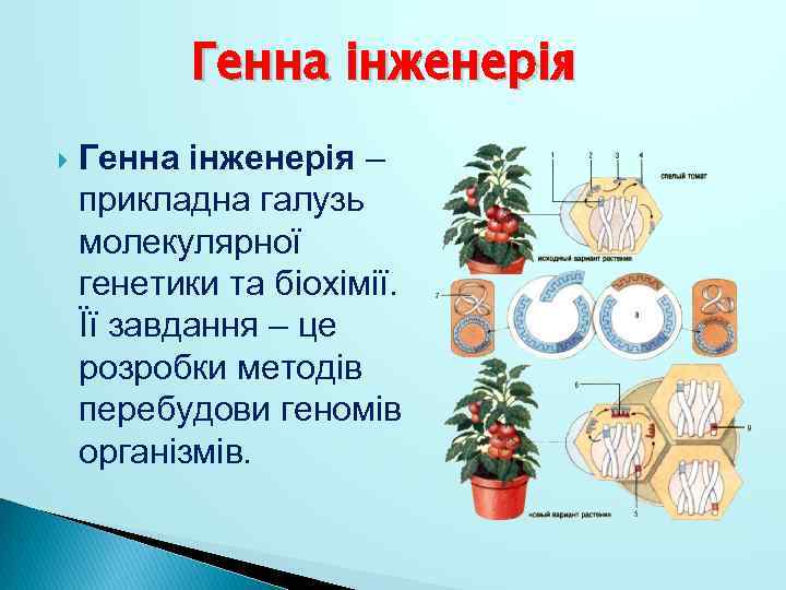 Генна інженерія – прикладна галузь молекулярної генетики та біохімії. Її завдання – це розробки