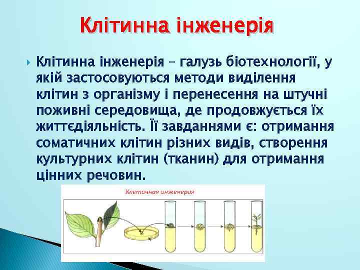 Клітинна інженерія – галузь біотехнології, у якій застосовуються методи виділення клітин з організму і