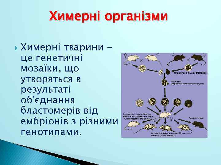 Химерні організми Химерні тварини це генетичні мозаїки, що утворяться в результаті об'єднання бластомерів від