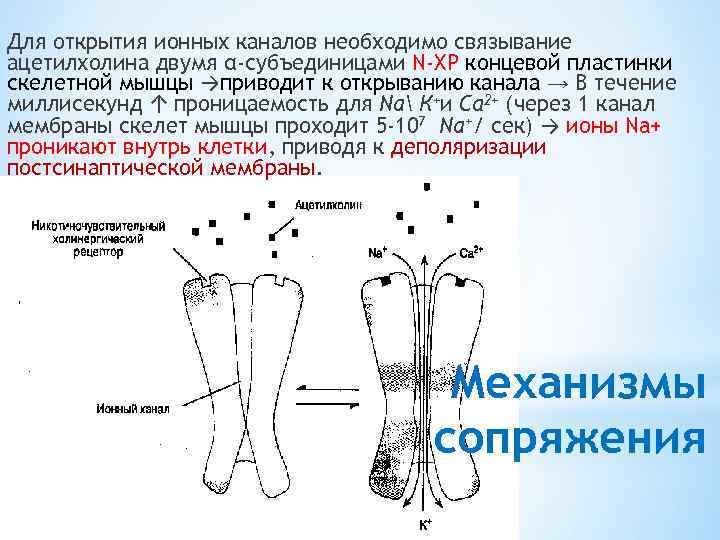 Для открытия ионных каналов необходимо связывание ацетилхолина двумя α-субъединицами N-ХР концевой пластинки скелетной мышцы