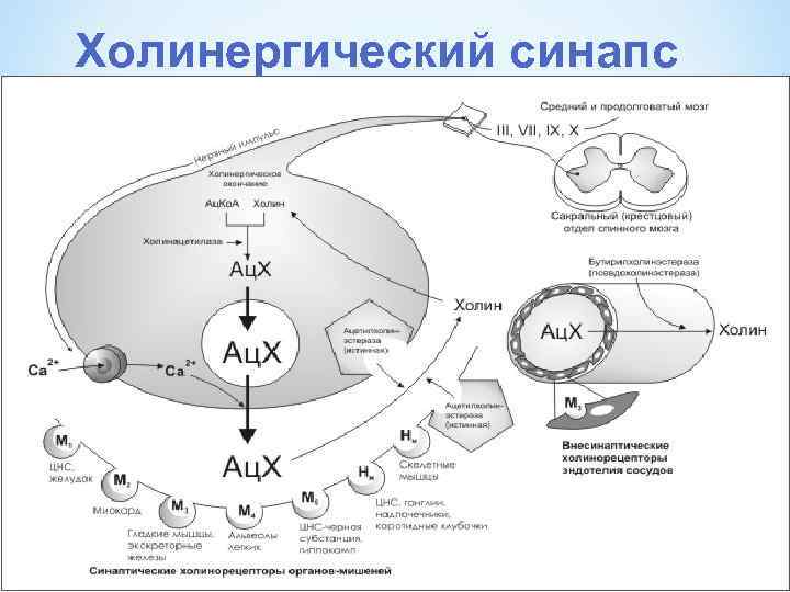 Холинергический синапс 