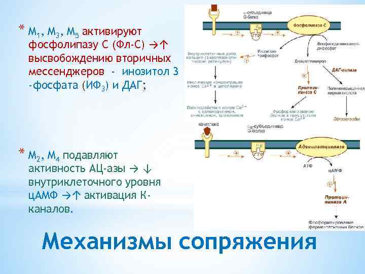 * M 1, M 3, M 5 активируют фосфолипазу С (Фл-C) →↑ высвобождению вторичных