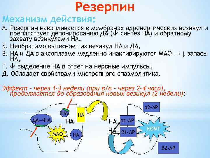 Резерпин Механизм действия: А. Резерпин накапливается в мембранах адренергических везикул и препятствует депонированию ДА