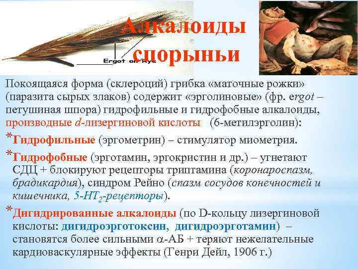 Алкалоиды спорыньи Покоящаяся форма (склероций) грибка «маточные рожки» (паразита сырых злаков) содержит «эрголиновые» (фр.