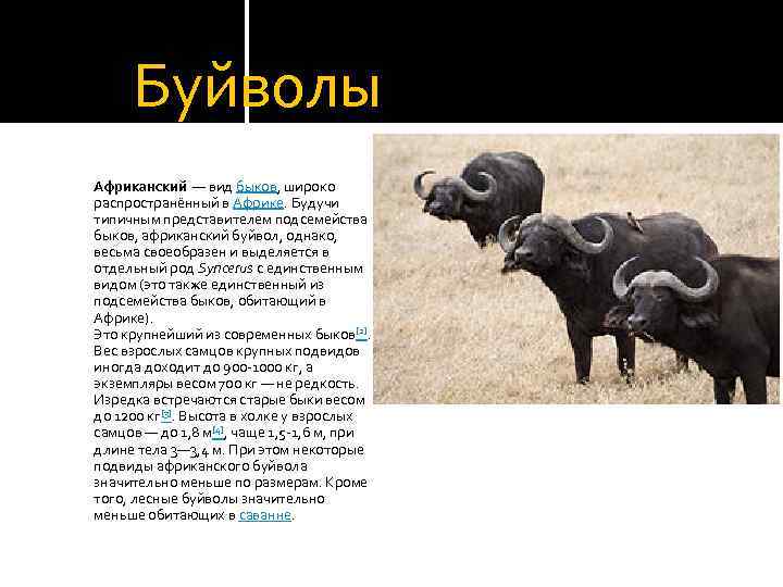 Буйволы Африканский — вид быков, широко распространённый в Африке. Будучи типичным представителем подсемейства быков,