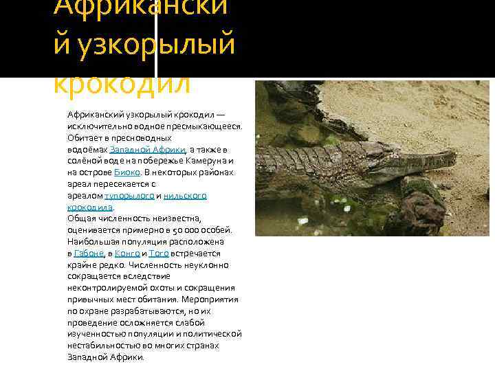 Африкански й узкорылый крокодил Африканский узкорылый крокодил — исключительно водное пресмыкающееся. Обитает в пресноводных