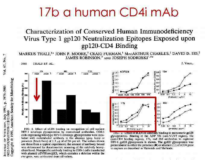 17 b a human CD 4 i m. Ab 