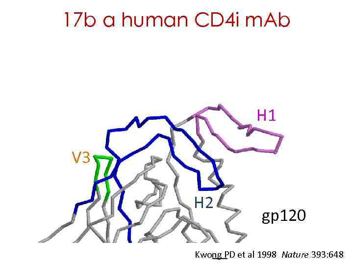 17 b a human CD 4 i m. Ab H 1 V 3 H