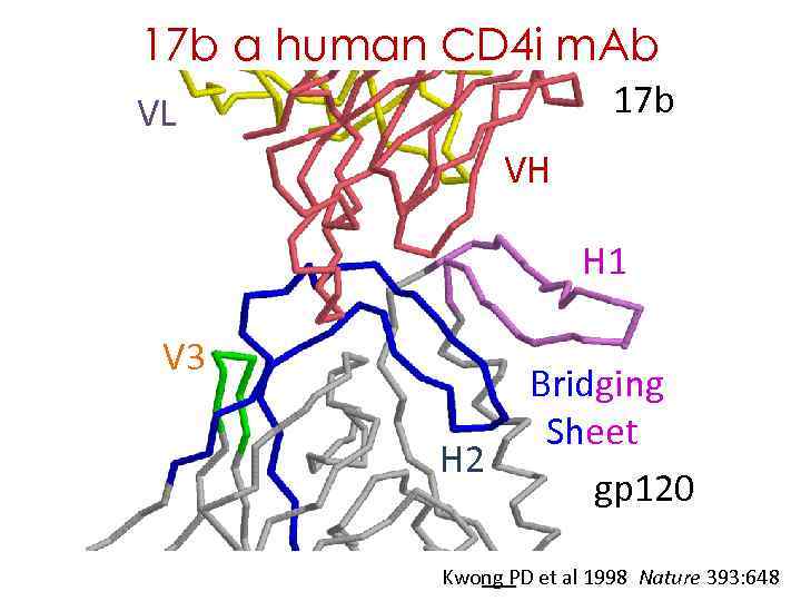 17 b a human CD 4 i m. Ab 17 b VL VH H