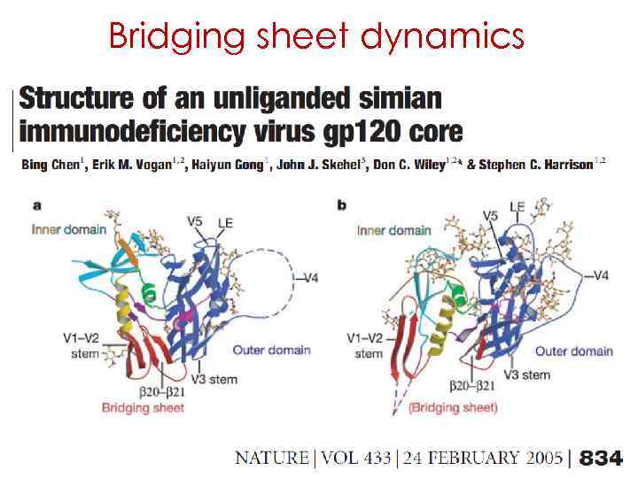 Bridging sheet dynamics 