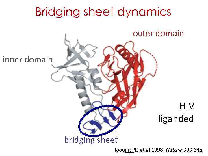 Bridging sheet dynamics outer domain inner domain HIV liganded bridging sheet Kwong PD et