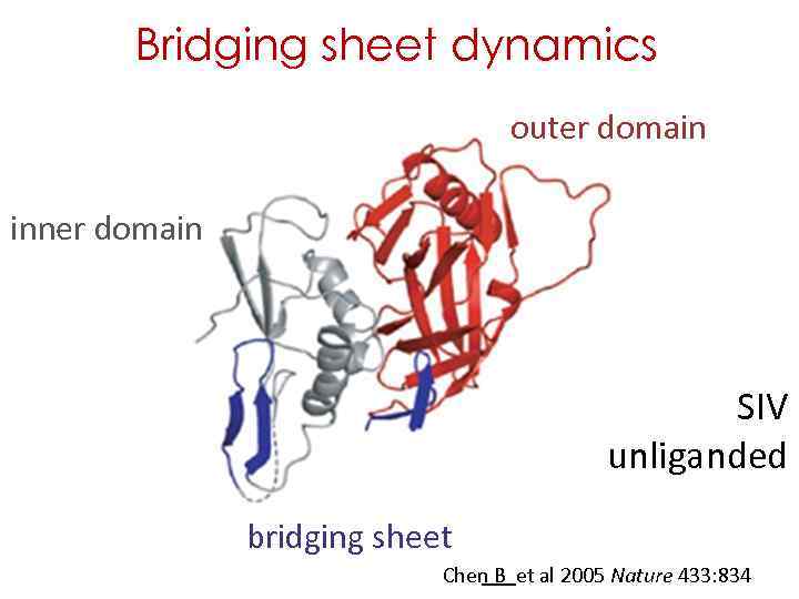 Bridging sheet dynamics outer domain inner domain SIV unliganded bridging sheet Chen B et