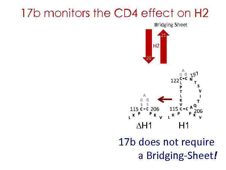 17 b monitors the CD 4 effect on H 2 Bridging Sheet 17 b