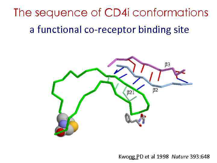 The sequence of CD 4 i conformations a functional co-receptor binding site b 3