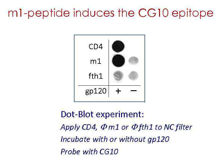 m 1 -peptide induces the CG 10 epitope CD 4 m 1 fth 1