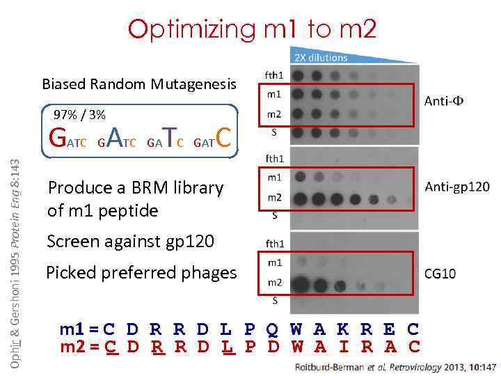 Optimizing m 1 to m 2 Biased Random Mutagenesis 97% / 3% Ophir &