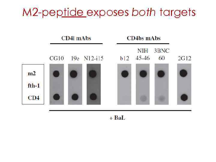 M 2 -peptide exposes both targets 