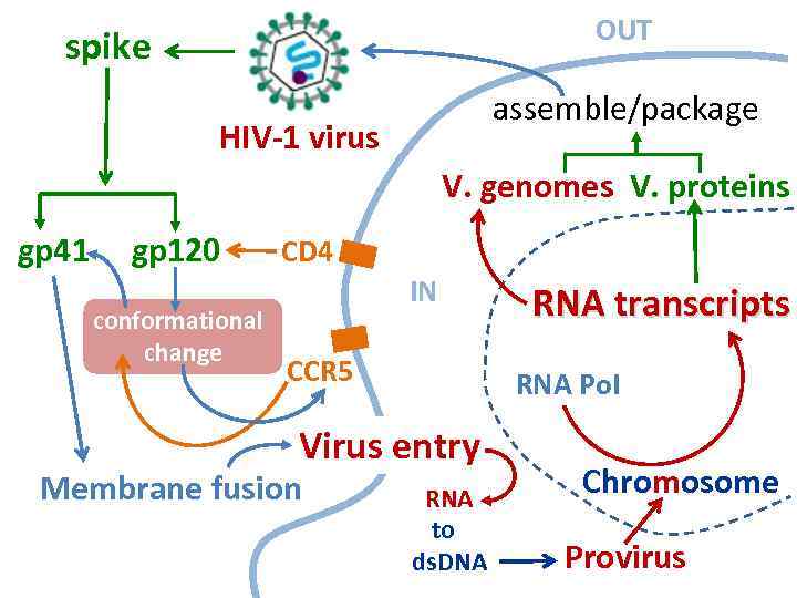 OUT spike assemble/package HIV-1 virus V. genomes V. proteins gp 41 gp 120 conformational