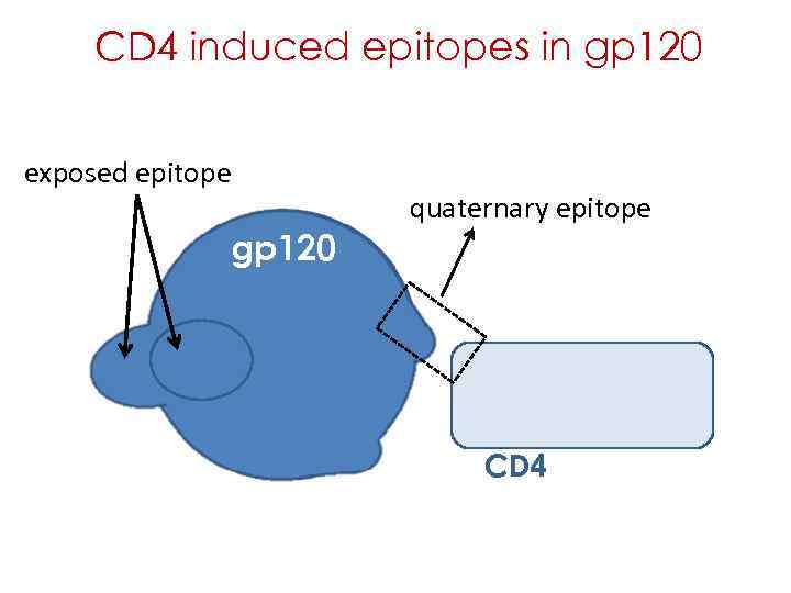 CD 4 induced epitopes in gp 120 exposed epitope cryptic gp 120 quaternary epitope