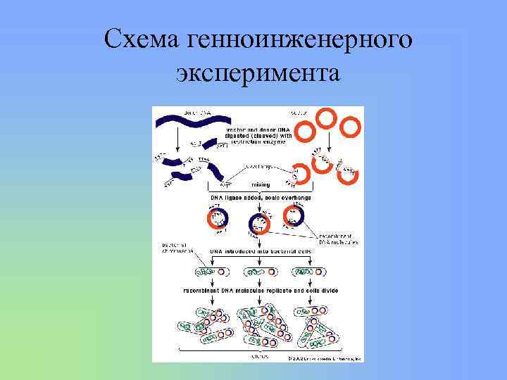 Схема генноинженерного эксперимента 
