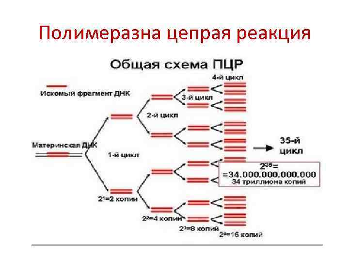 Пцр ветрянка. Полимеразная цепная реакция (ПЦР). ПЦР В генной инженерии. Полимеразная цепная реакция происходит при АТФ. ДНК вируса гепатита в количественное.