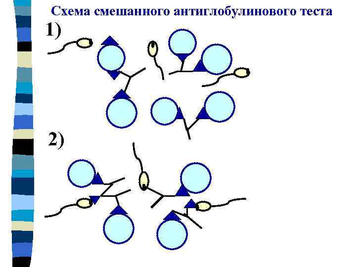 Схема смешанного антиглобулинового теста 1) 2) 