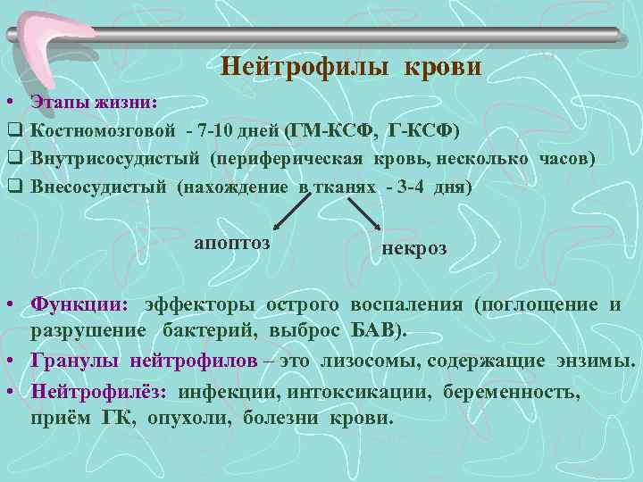 Нейтрофилы крови • q q q Этапы жизни: Костномозговой - 7 -10 дней (ГМ-КСФ,