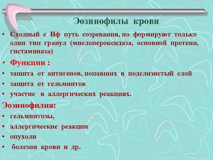 Эозинофилы крови • Сходный с Нф путь созревания, но формируют только один тип гранул
