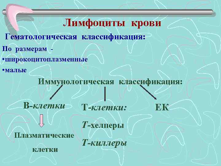 Лимфоциты крови Гематологическая классификация: По размерам • широкоцитоплазменные • малые Иммунологическая классификация: В-клетки Т-клетки: