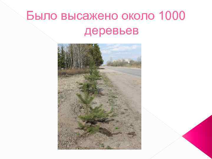 Было высажено около 1000 деревьев 