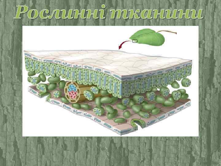 Рослинні тканини 