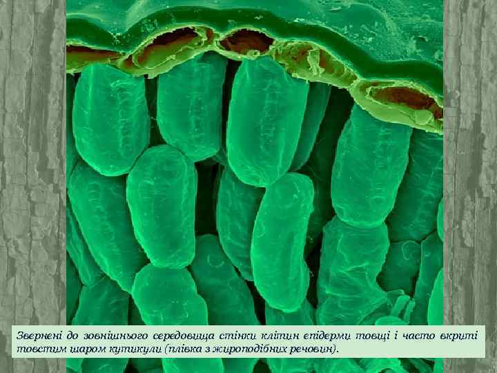 Звернені до зовнішнього середовища стінки клітин епідерми товщі і часто вкриті товстим шаром кутикули