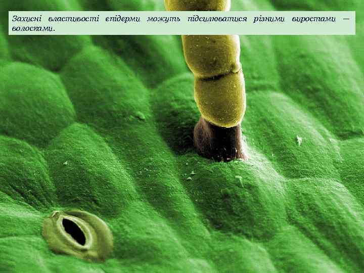 Захисні властивості епідерми можуть підсилюватися різними виростами — волосками. 