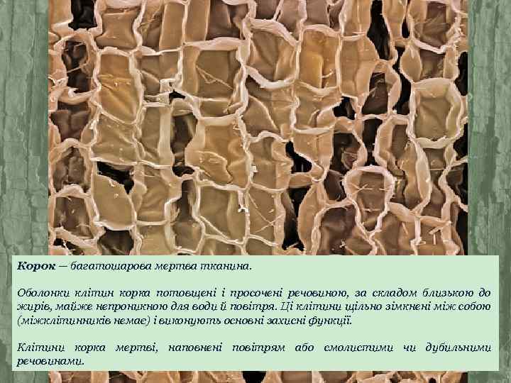 Корок — багатошарова мертва тканина. Оболонки клітин корка потовщені і просочені речовиною, за складом