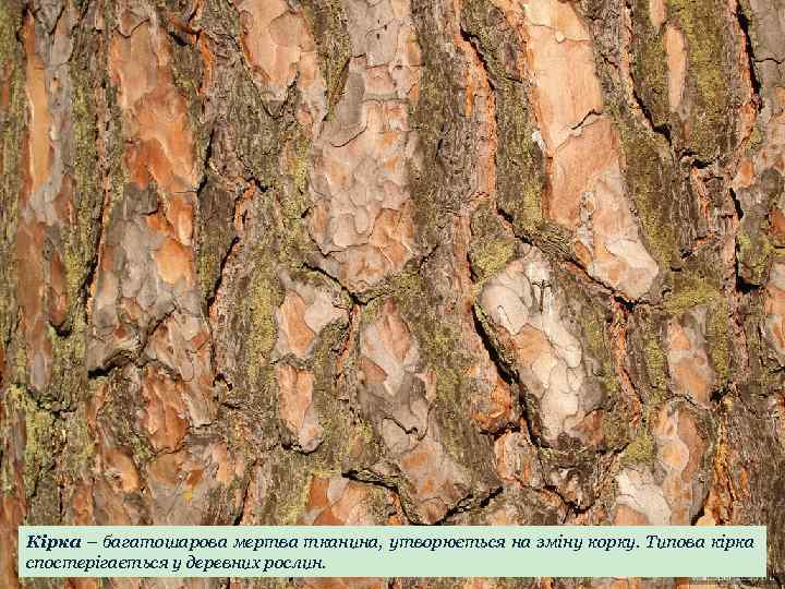 Кірка – багатошарова мертва тканина, утворюється на зміну корку. Типова кірка спостерігається у деревних