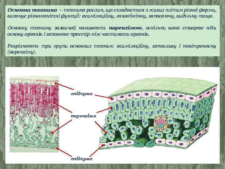 Основна тканина — тканина рослин, що складається з живих клітин різної форми, виконує різноманітні