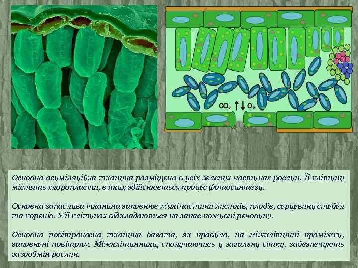 Основна асиміляційна тканина розміщена в усіх зелених частинах рослин. Її клітини містять хлоропласти, в