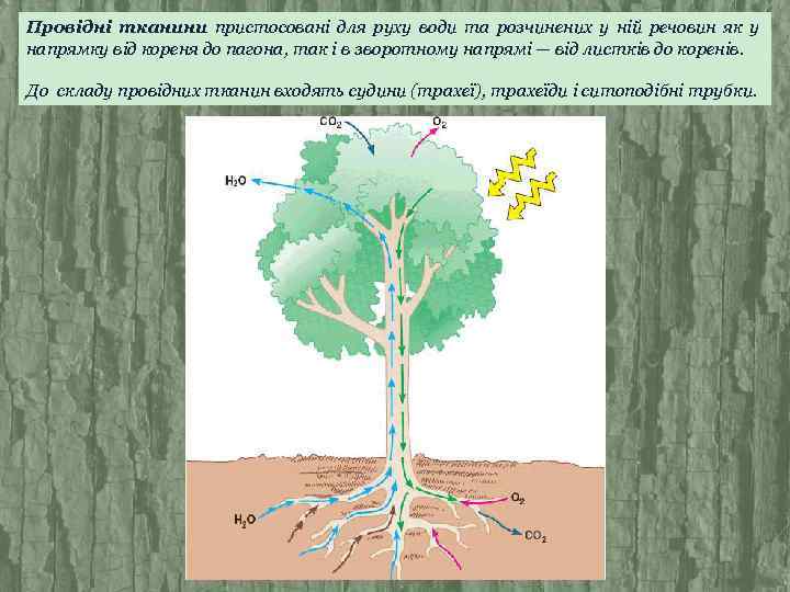 Провідні тканини пристосовані для руху води та розчинених у ній речовин як у напрямку