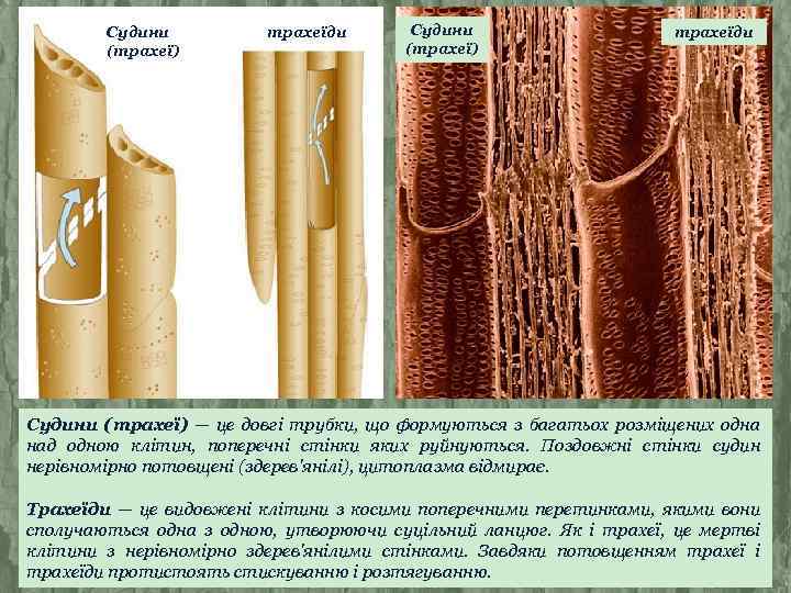 Судини (трахеї) трахеїди Судини (трахеї) — це довгі трубки, що формуються з багатьох розміщених
