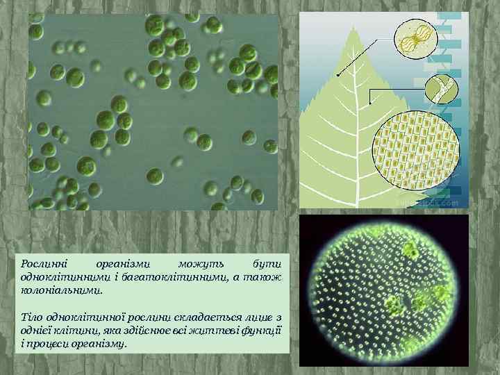 Рослинні організми можуть бути одноклітинними і багатоклітинними, а також колоніальними. Тіло одноклітинної рослини складається