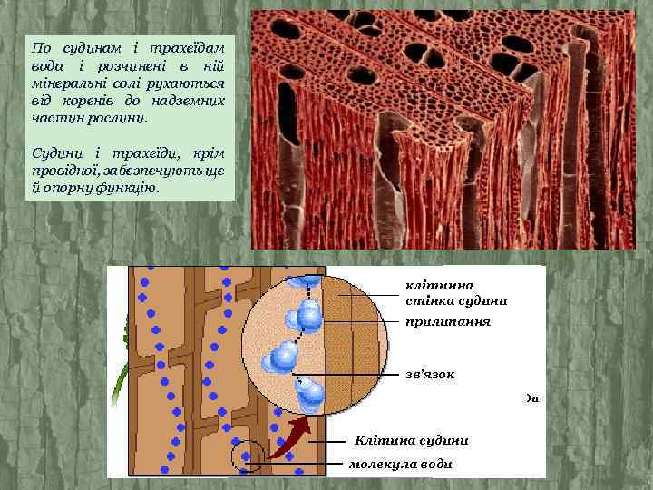 По судинам і трахеїдам вода і розчинені в ній мінеральні солі рухаються від коренів