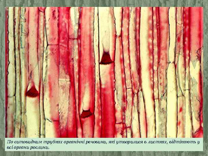 По ситовидним трубках органічні речовини, які утворилися в листках, відтікають у всі органи рослини.