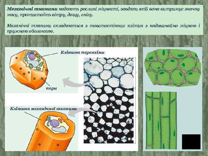 Механічні тканини надають рослині міцності, завдяки якій вона витримує значну масу, протистоїть вітру, дощу,