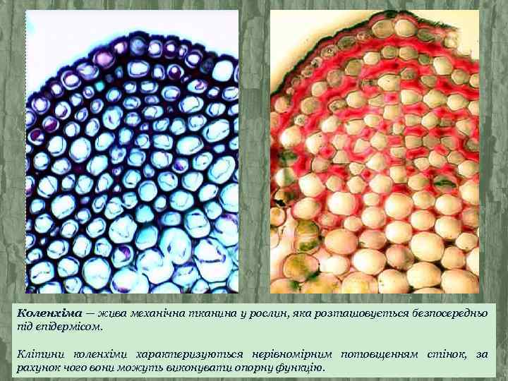 Коленхіма — жива механічна тканина у рослин, яка розташовується безпосередньо під епідермісом. Клітини коленхіми