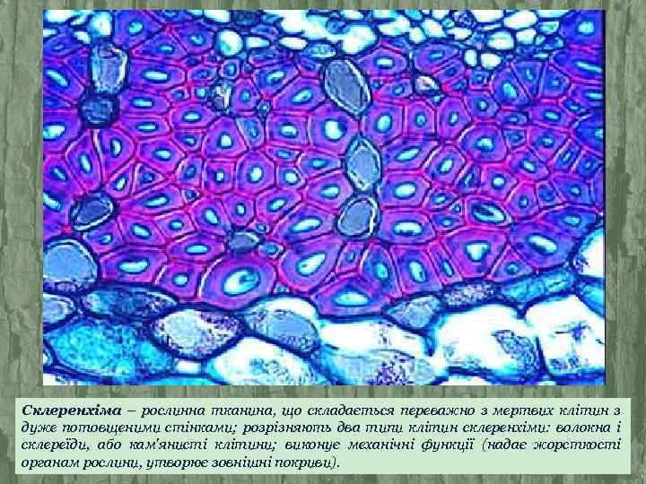 Склеренхіма – рослинна тканина, що складається переважно з мертвих клітин з дуже потовщеними стінками;
