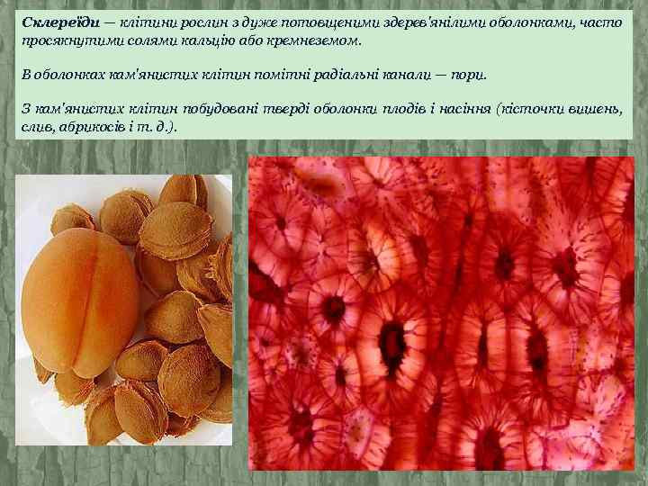 Склереїди — клітини рослин з дуже потовщеними здерев'янілими оболонками, часто просякнутими солями кальцію або
